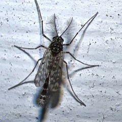 Tanypodinae