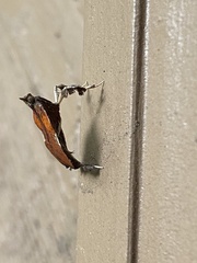 Galasa nigrinodis
