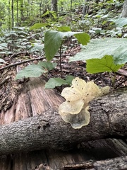 Tremella fuciformis