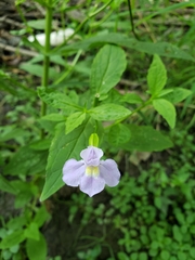 Mimulus ringens