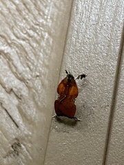 Galasa nigrinodis