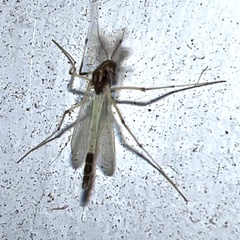 Chironomidae