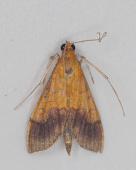 Pyrausta bicoloralis