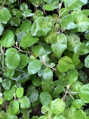 Brachyglottis repanda