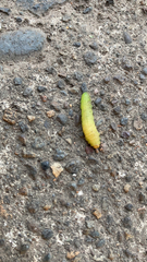 Saturniidae