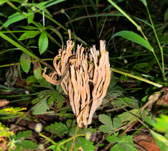 Ramaria stricta