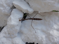 Phasmomantis sumichrasti