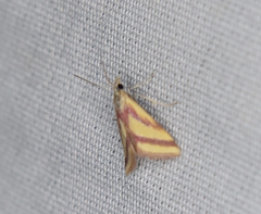 Microtheoris vibicalis