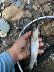 Salvelinus confluentus