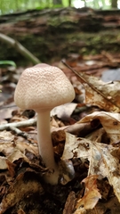 Agaricus placomyces