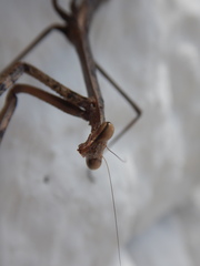 Phasmomantis sumichrasti