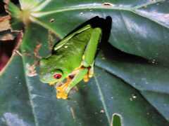 Agalychnis callidryas
