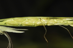Zea mays mays