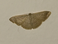 Sterrhinae