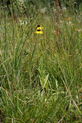 Rudbeckia missouriensis