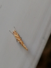 Pyroderces argyrogrammos