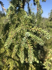 Picea mariana