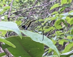 Pelecinus polyturator