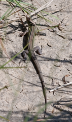 Aspidoscelis sexlineatus