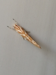 Pyroderces argyrogrammos