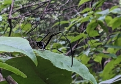 Pelecinus polyturator