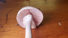 Agaricus placomyces
