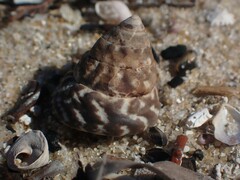 Bembicium auratum