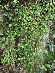 Pyrrosia eleagnifolia