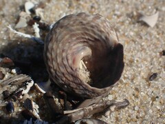 Bembicium auratum