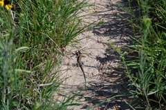 Aspidoscelis sexlineatus