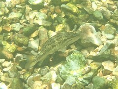 Micropterus punctulatus