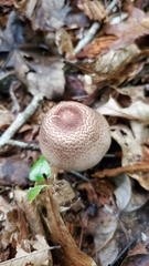 Agaricus placomyces