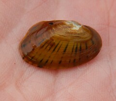 Cambarunio taeniatus