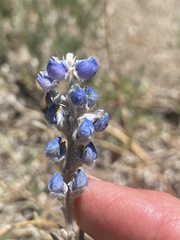 Lupinus argenteus