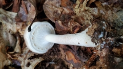 Agaricus placomyces