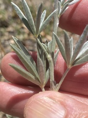 Lupinus argenteus