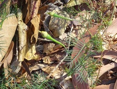 Ipomoea quamoclit