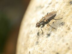 Fucellia