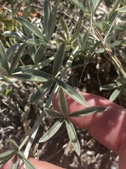Lupinus argenteus
