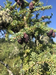 Picea mariana
