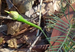 Ipomoea quamoclit