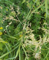 Sphallerocarpus gracilis