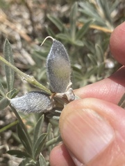 Lupinus argenteus