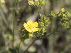 Potentilla gracilis fastigiata