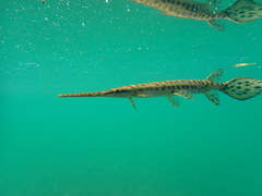 Lepisosteus osseus