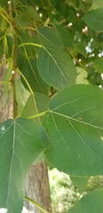 Populus laurifolia