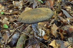 Cortinarius austrocyanites