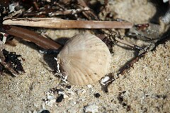 Magellania flavescens