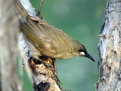 Stomiopera unicolor
