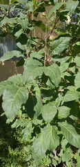 Syringa